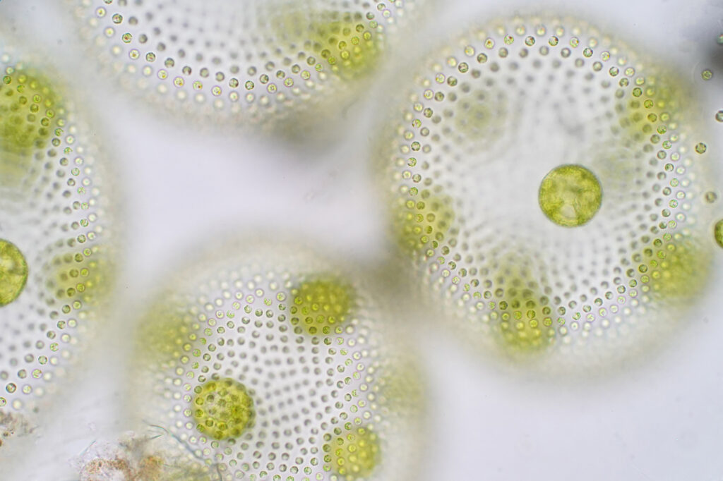 GFIについて 2 Green algal cells representing the concepts of science and technology